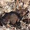Common toad