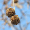 Sycamore tree(Plátano)