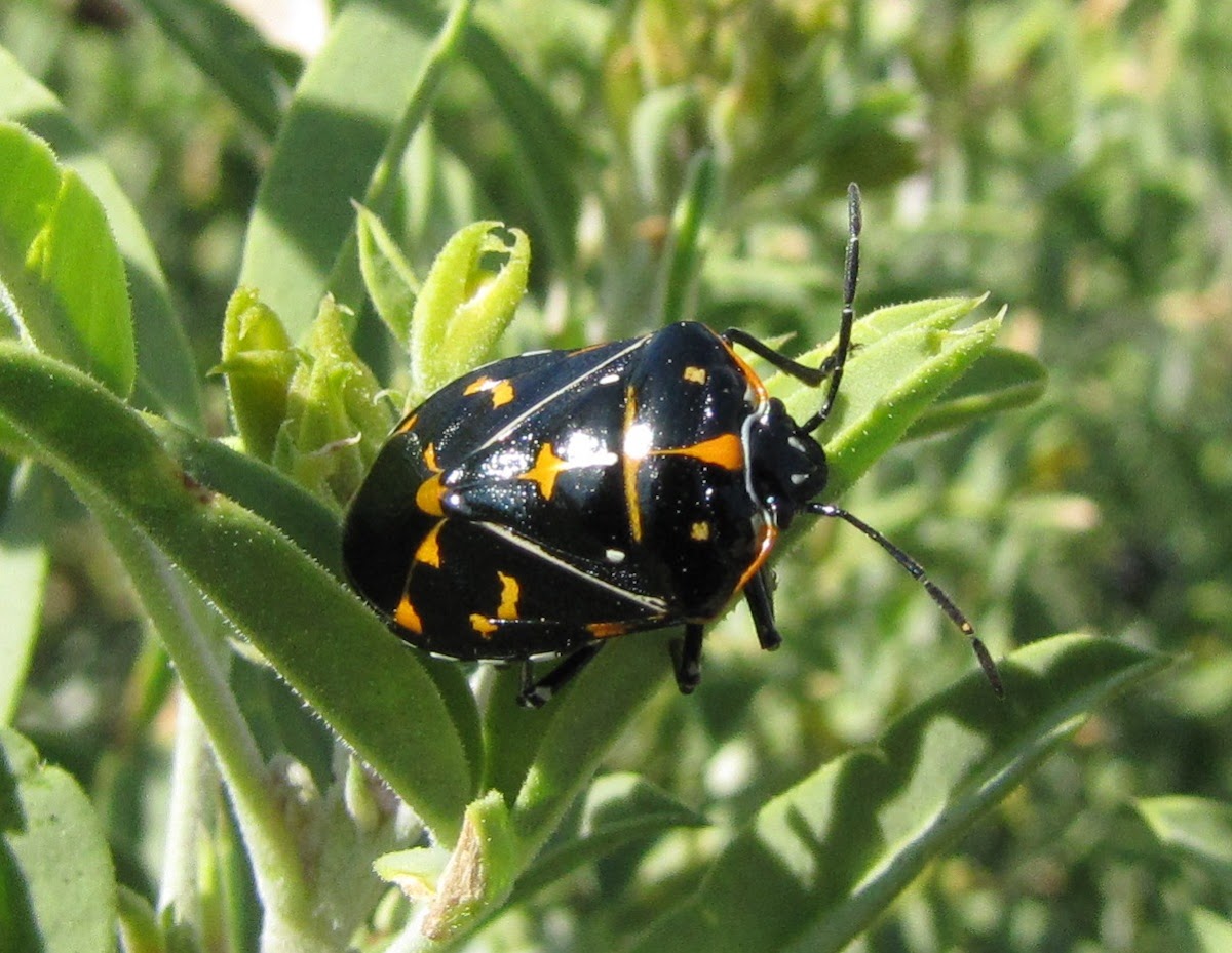 Harlequin Bug