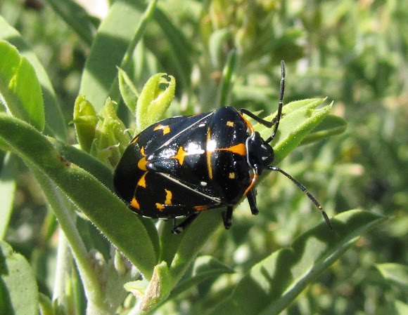 Spotting Image 1