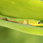 Gold Dust Day Gecko