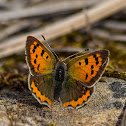 Small Copper