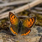 Small Copper