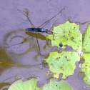 Water striders