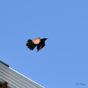 Red-winged Starling