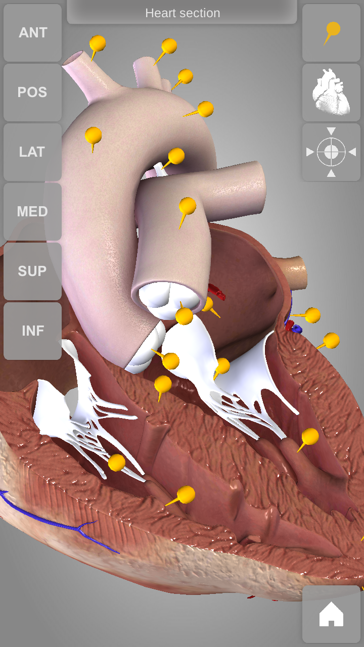 Android application Heart 3D Anatomy screenshort