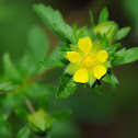 Cinquefoil