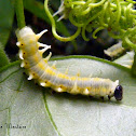 Orange-spotted Tiger Clearwing Larvae