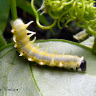 Orange-spotted Tiger Clearwing Larvae
