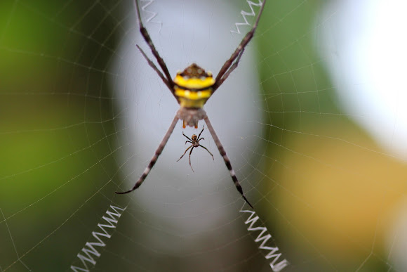 Spotting Image 1