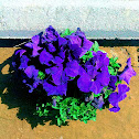 Petunia
