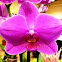 Orquídea alevilla, Orquídea mariposa, Orquídeas boca