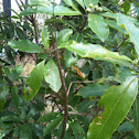 Titan Stick Insect