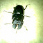 Stag Beetle