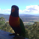 Rainbow Lorikeet