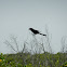 Smooth-billed Ani