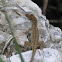 Brown Anole