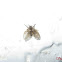 Moth fly