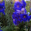 Larkspur 