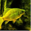 Crucian Carp