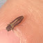 Metallic Wood-boring Beetle