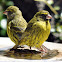 Forest Canary