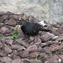Common Blackbird (Merlo)