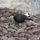 Common Blackbird (Merlo)