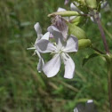 Common soapwort