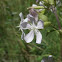 Common soapwort