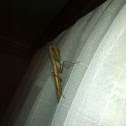 Mantis