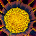 Gazania