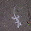 Spotted House Gecko