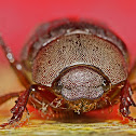Beetle