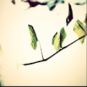 English Ivy