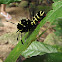 Caterpiller