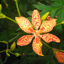 Leopard Lily  - Belamcanda