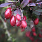 Unknown fruits