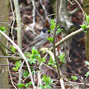 Blackcap - Pěnice černohlavá