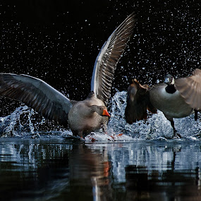 Mach die Flatter by Friedhelm Peters - Animals Birds ( water, splash, speed, pwcmovinganimals, action, goose )