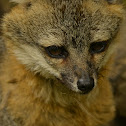 Gray Fox