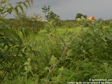 nomad4ever_java_baluran_CIMG5189.jpg