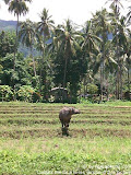 nomad4ever_philippines_camiguin_CIMG0385.jpg