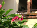 nomad4ever_indonesia_bali_landscape_CIMG2093.jpg