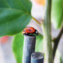 Ladybird