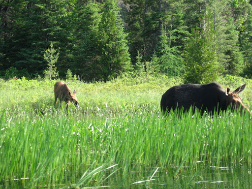 Cow Moose and Calf