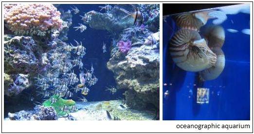 [oceanographicaquarium[3].jpg]