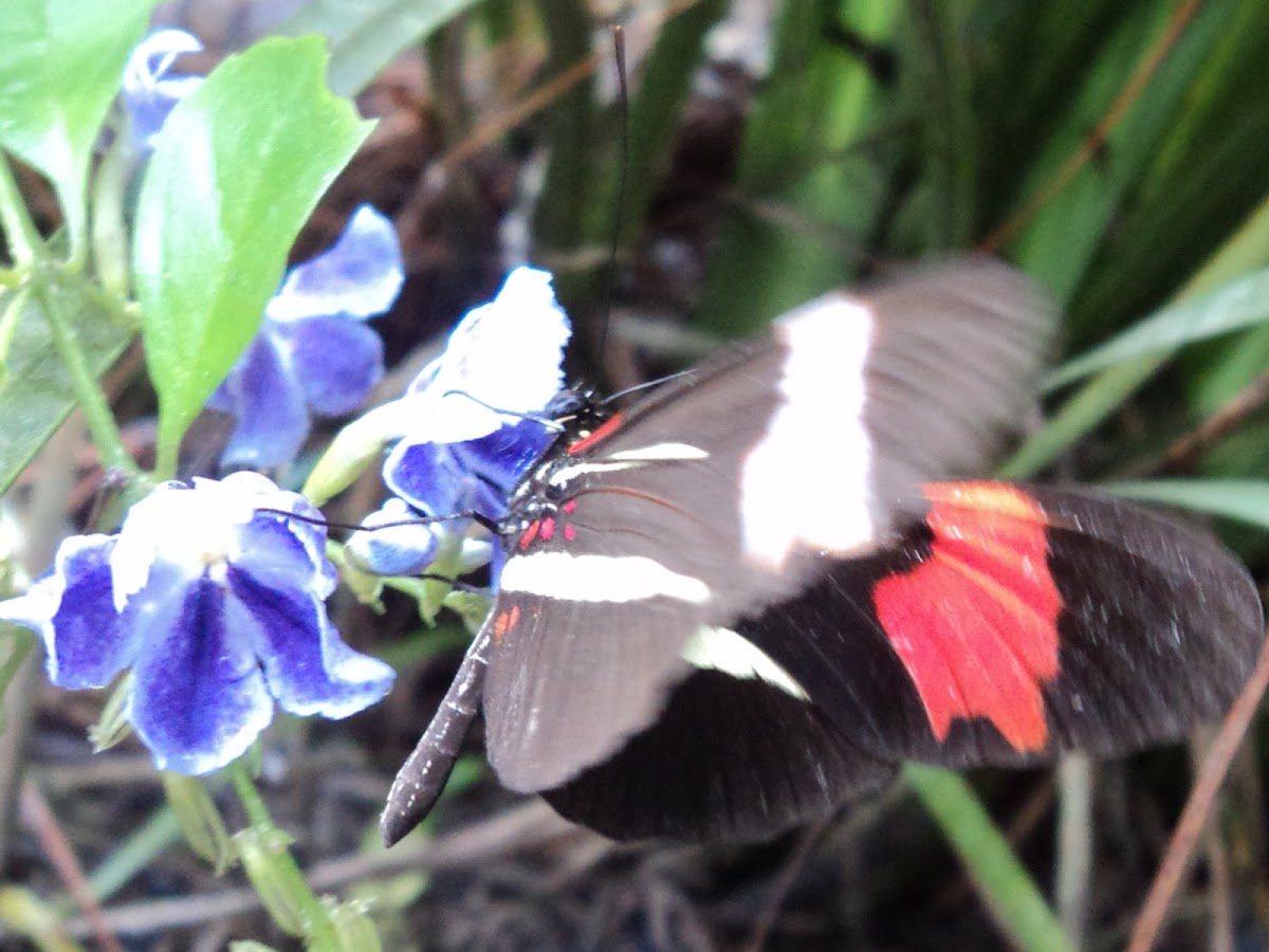 Ted Chestnut or Erato Longwing