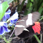Ted Chestnut or Erato Longwing