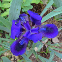 Purple Iris